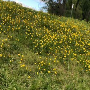 Meet your Posher, Leslie